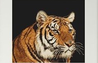 .Tiger (Luca-S G334)